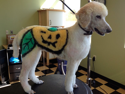 Princess Fiona standard poodle creative groomed airbrushed with a jack o' lantern