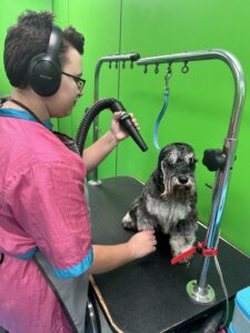 sam drying schnauzer 