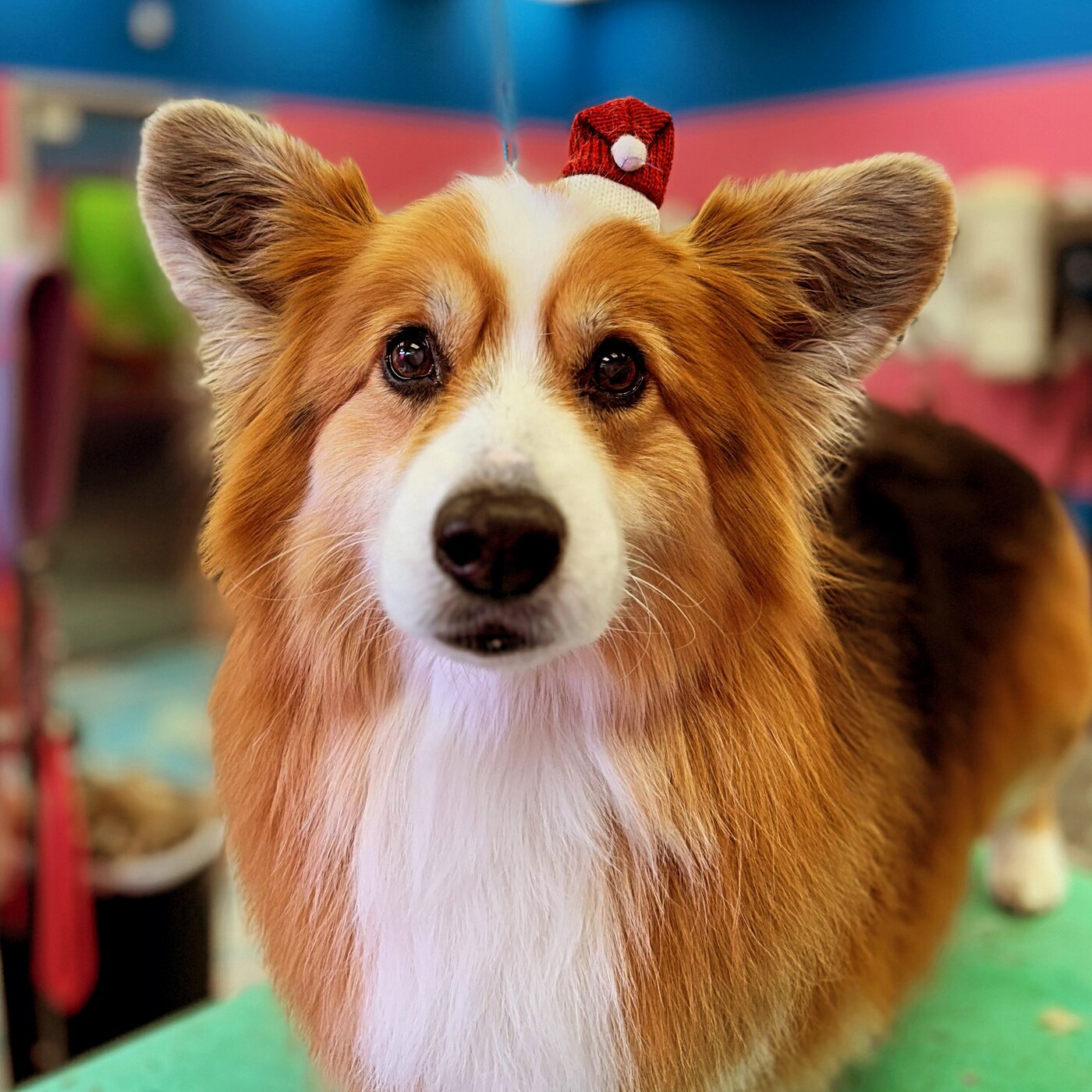 Dog grooming result at Designer Paws Salon Columbus