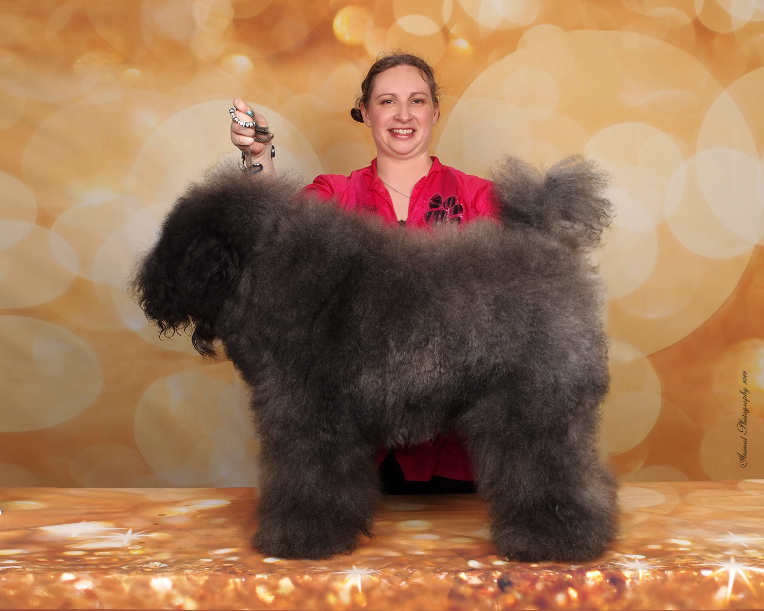 fluffy kerry blue terrier before grooming