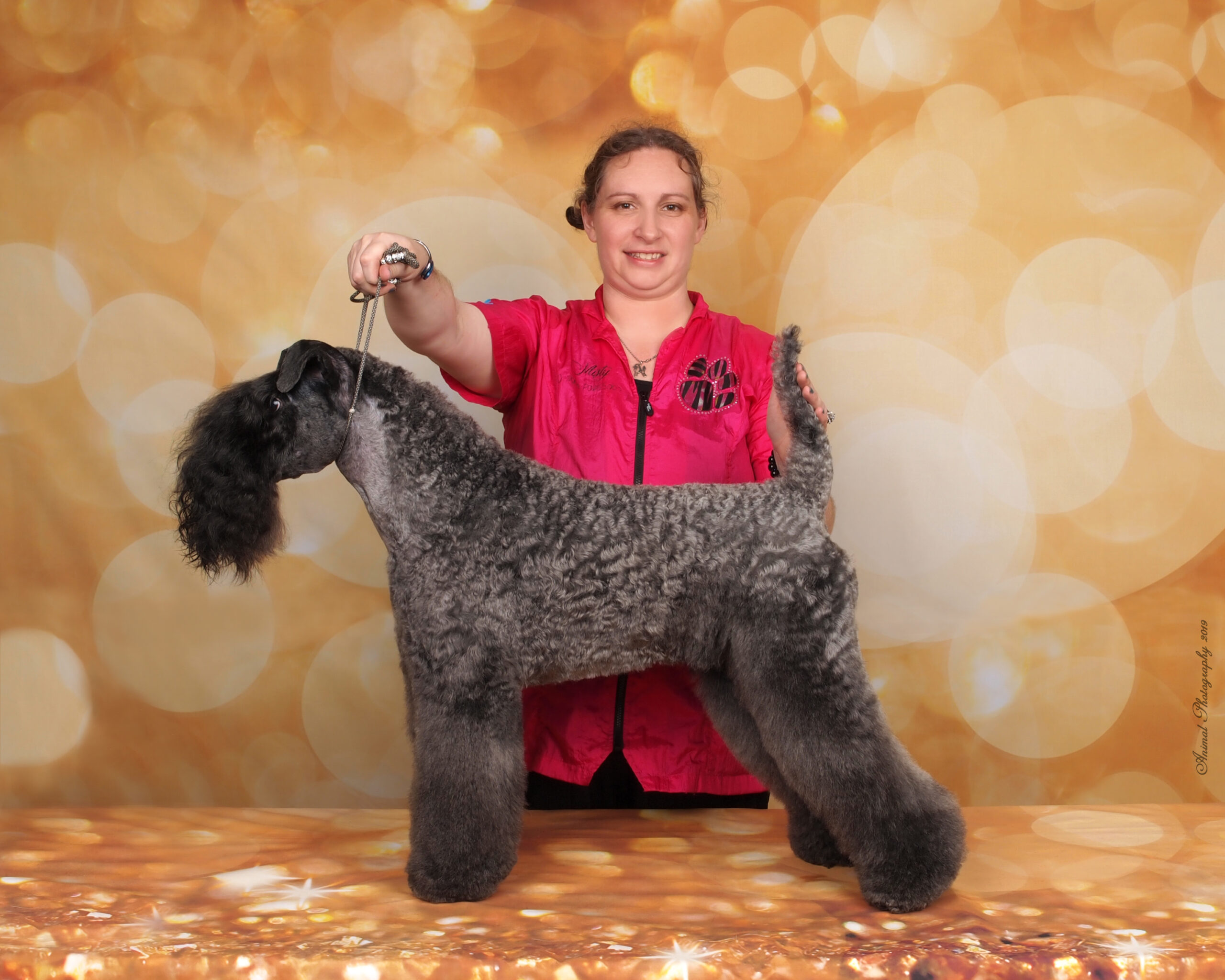 kerry blue terrier after grooming