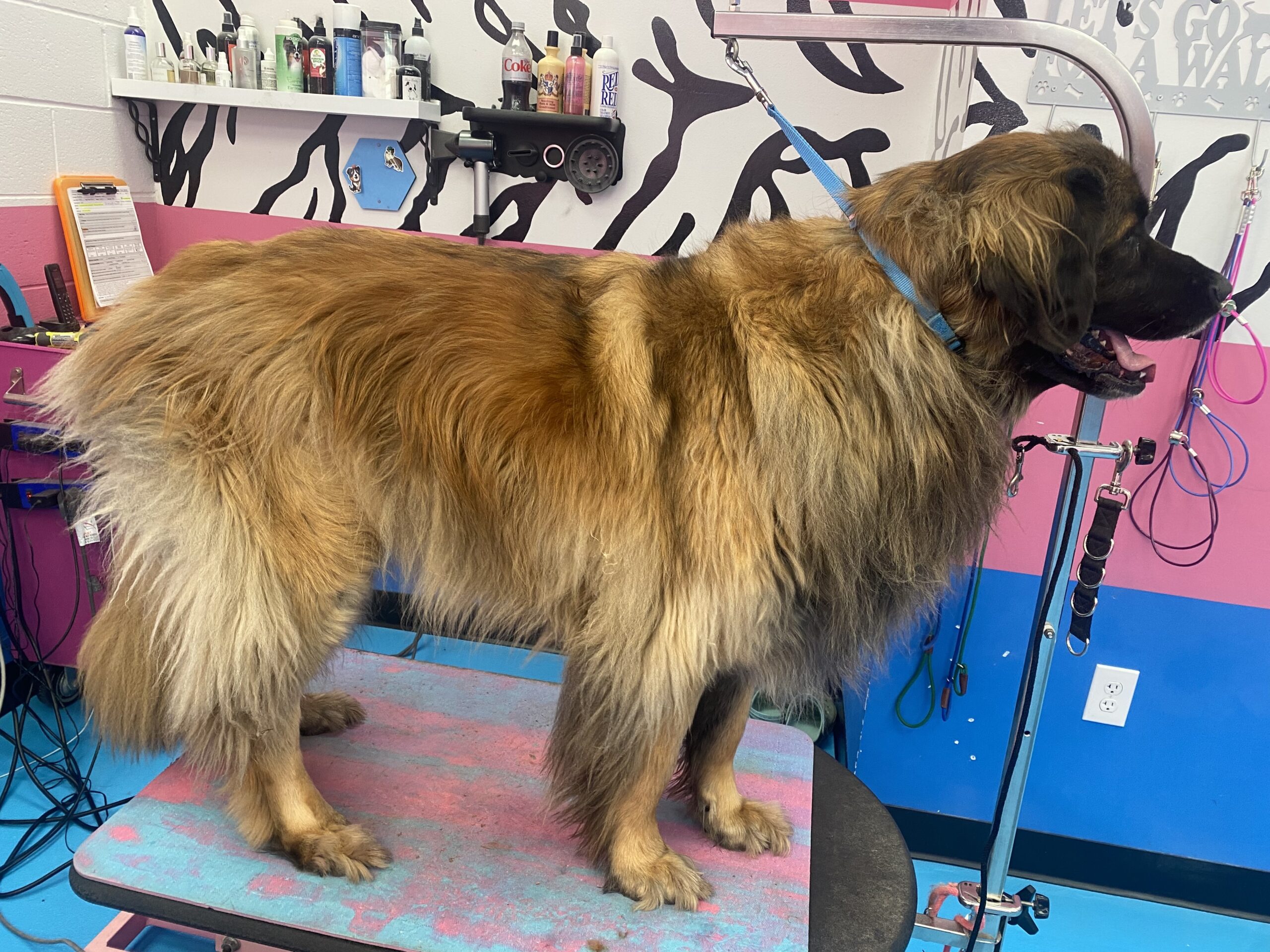 dirty leonberger before grooming