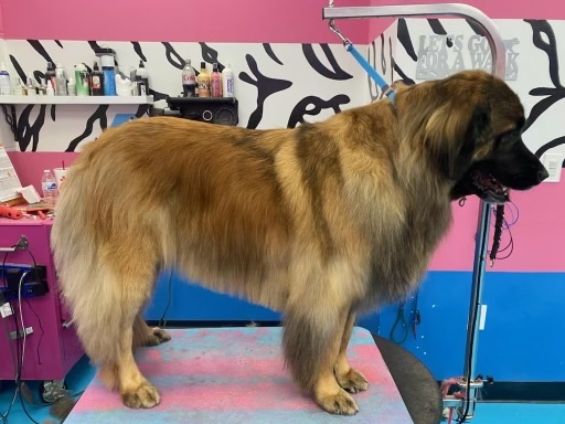 clean leonberger after grooming