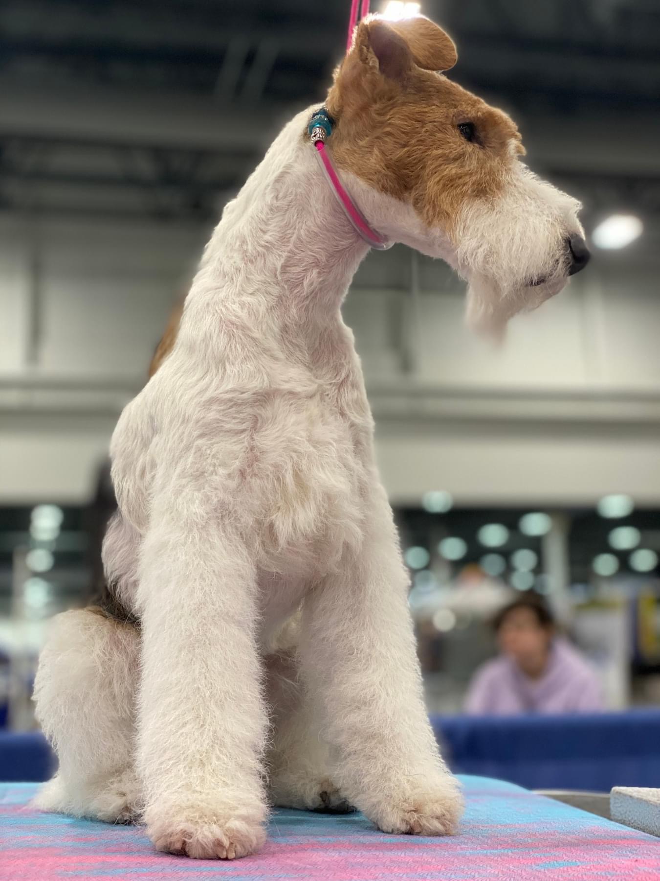 Hand stripping wire fox terrier best sale