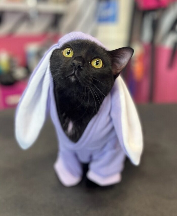 Cat black with purple bunny suit on