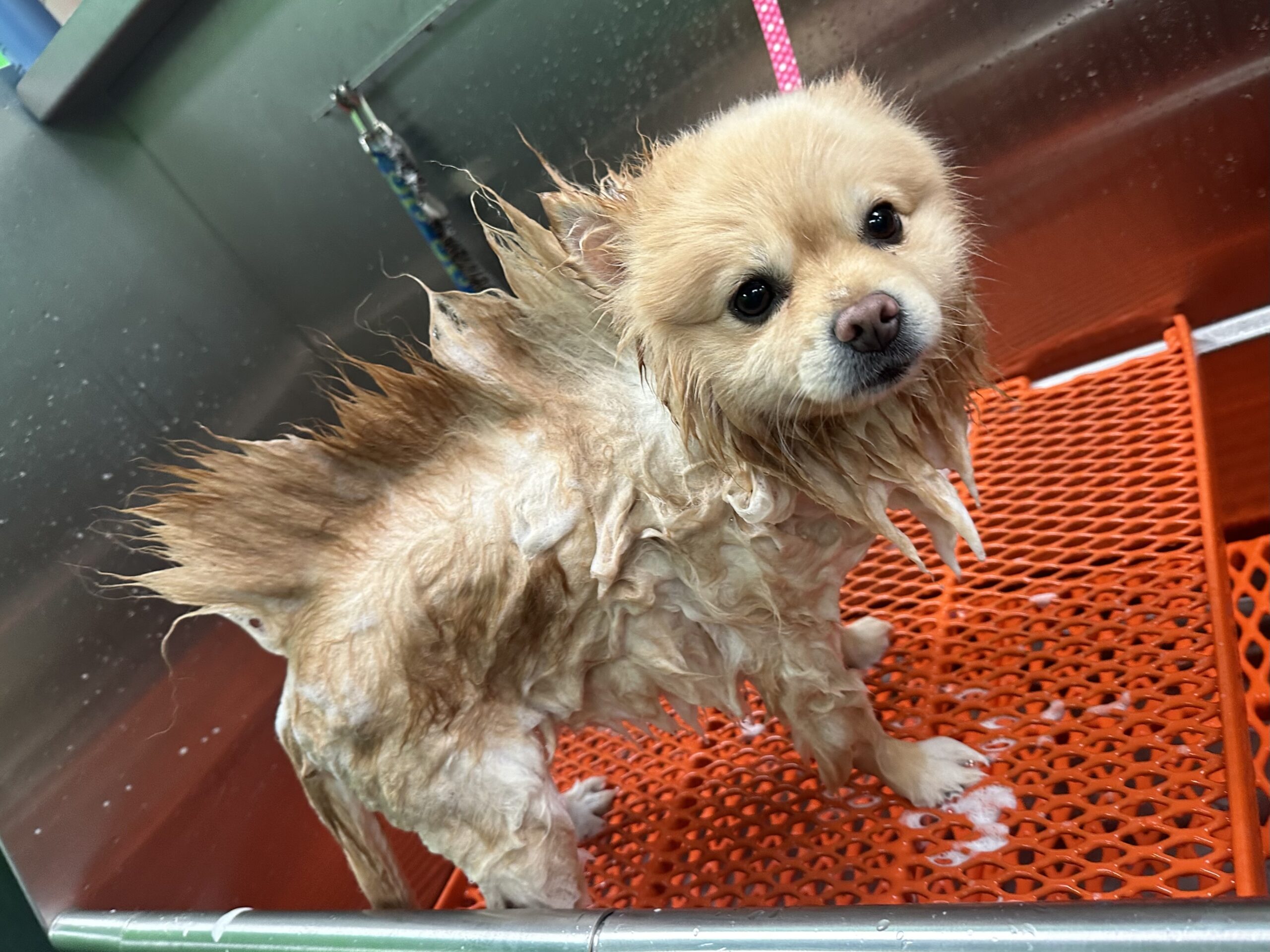 Pomeranian bath