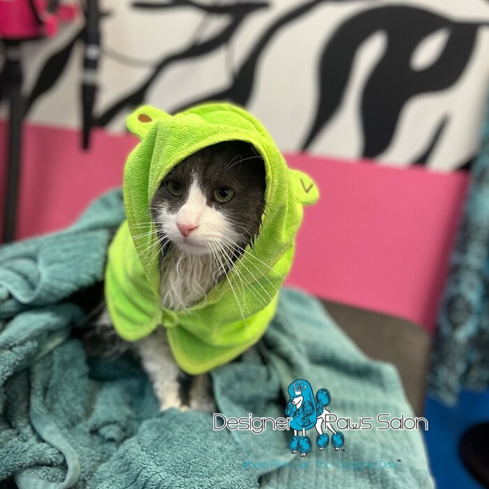 Cat with a green froggy towel on it's head