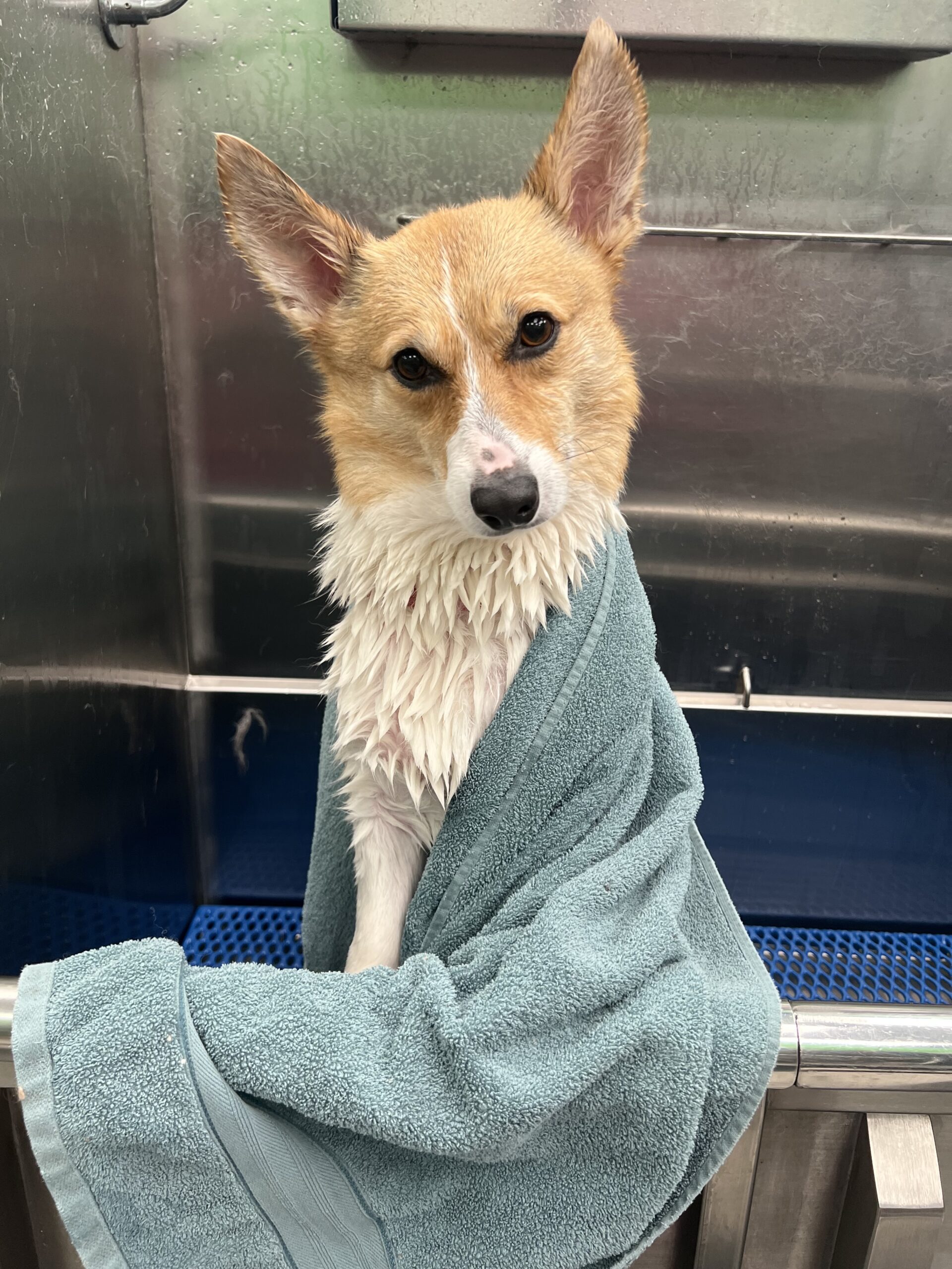 corgi in the tub with a towel after a bath