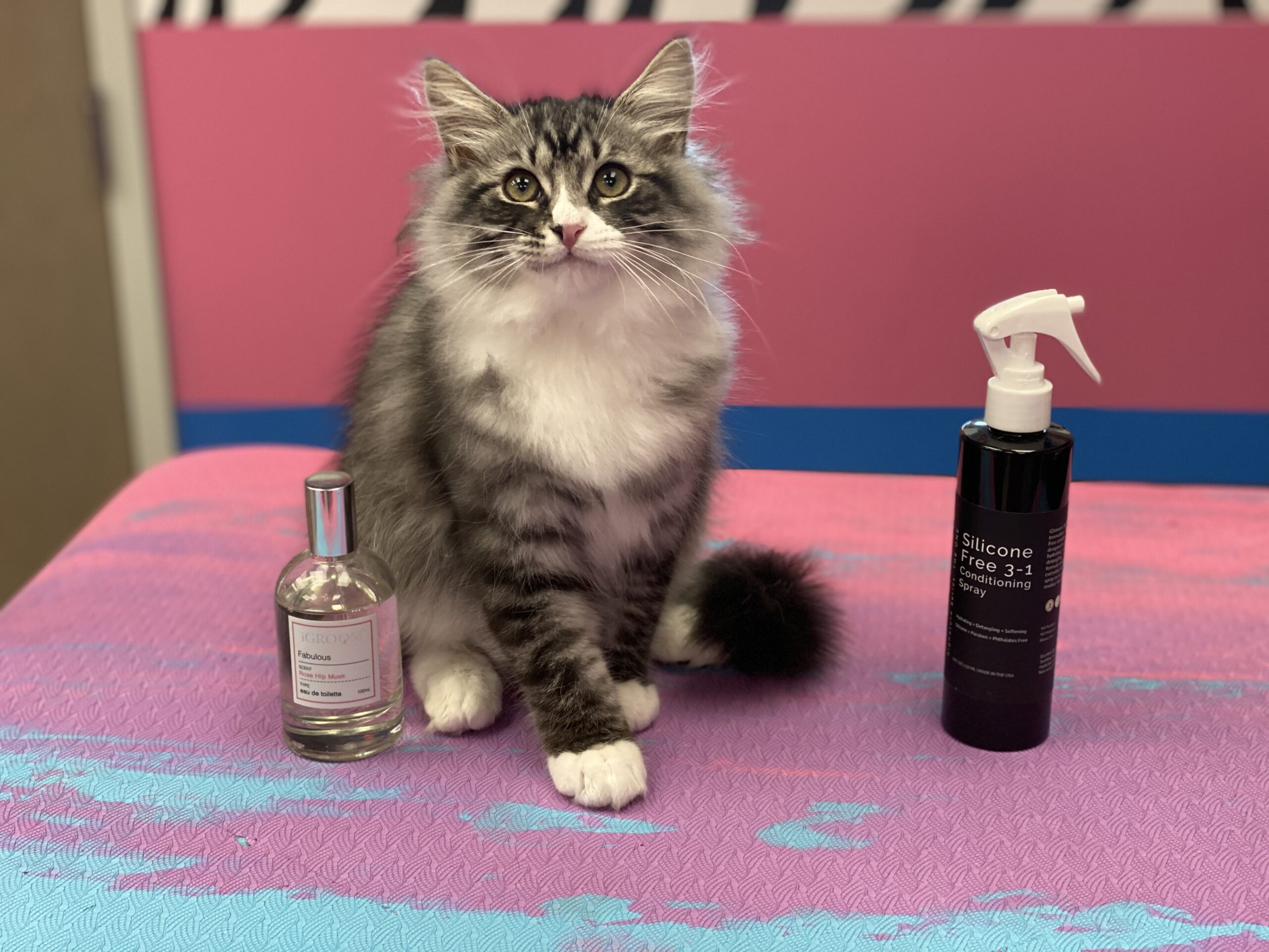 cute kitten with products igroom