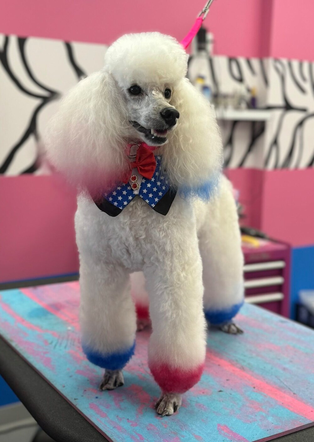 Creative pet grooming at Designer Paws Salon