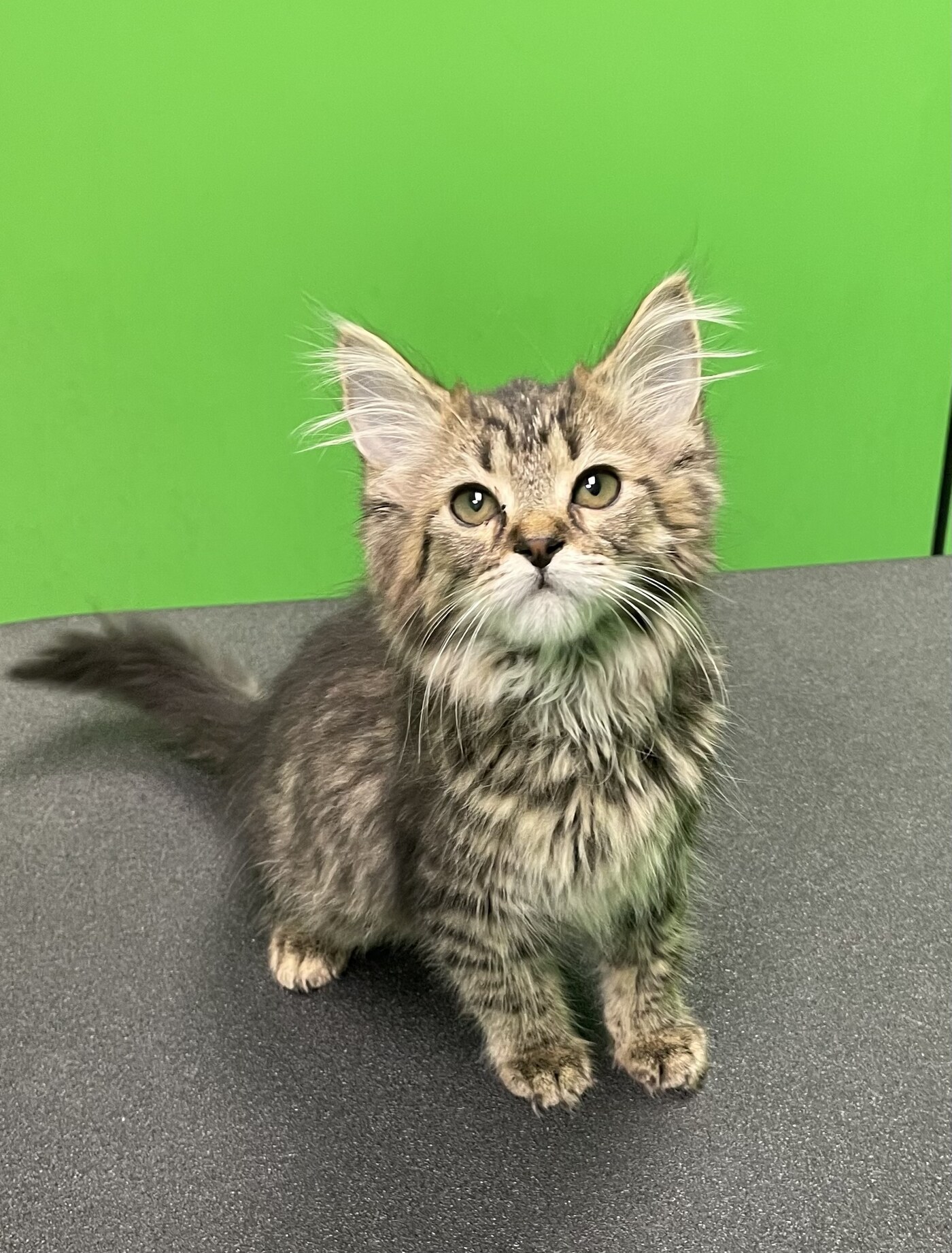 Cat Maine Coon kitten