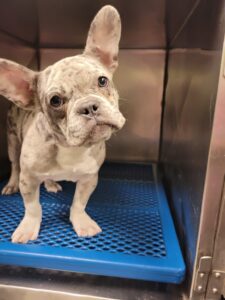 french bulldog in cage at groomers