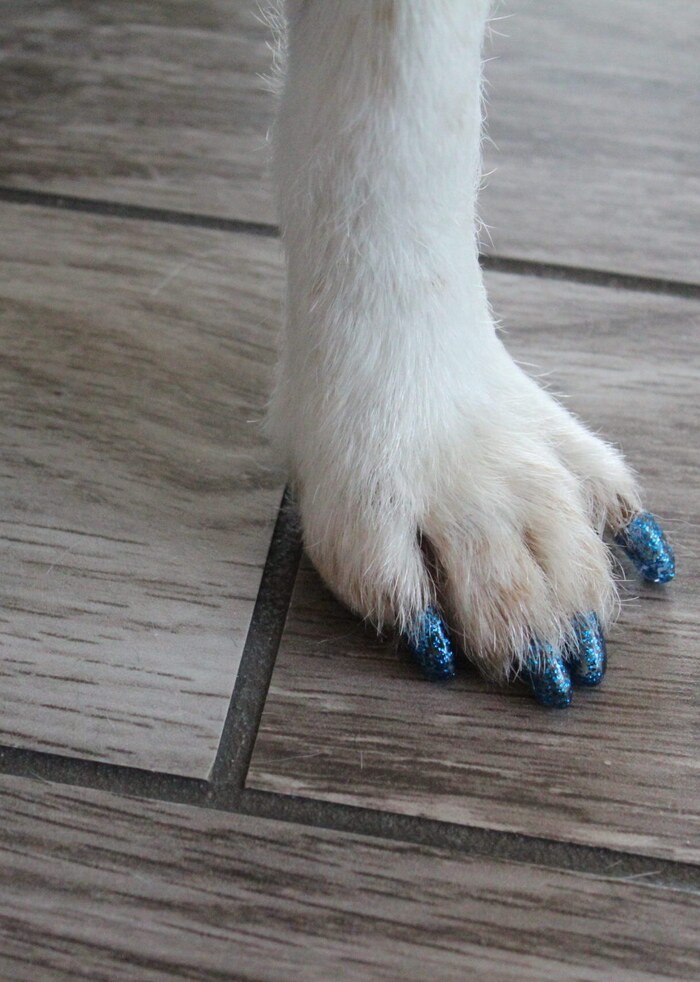 Painted dog toenails