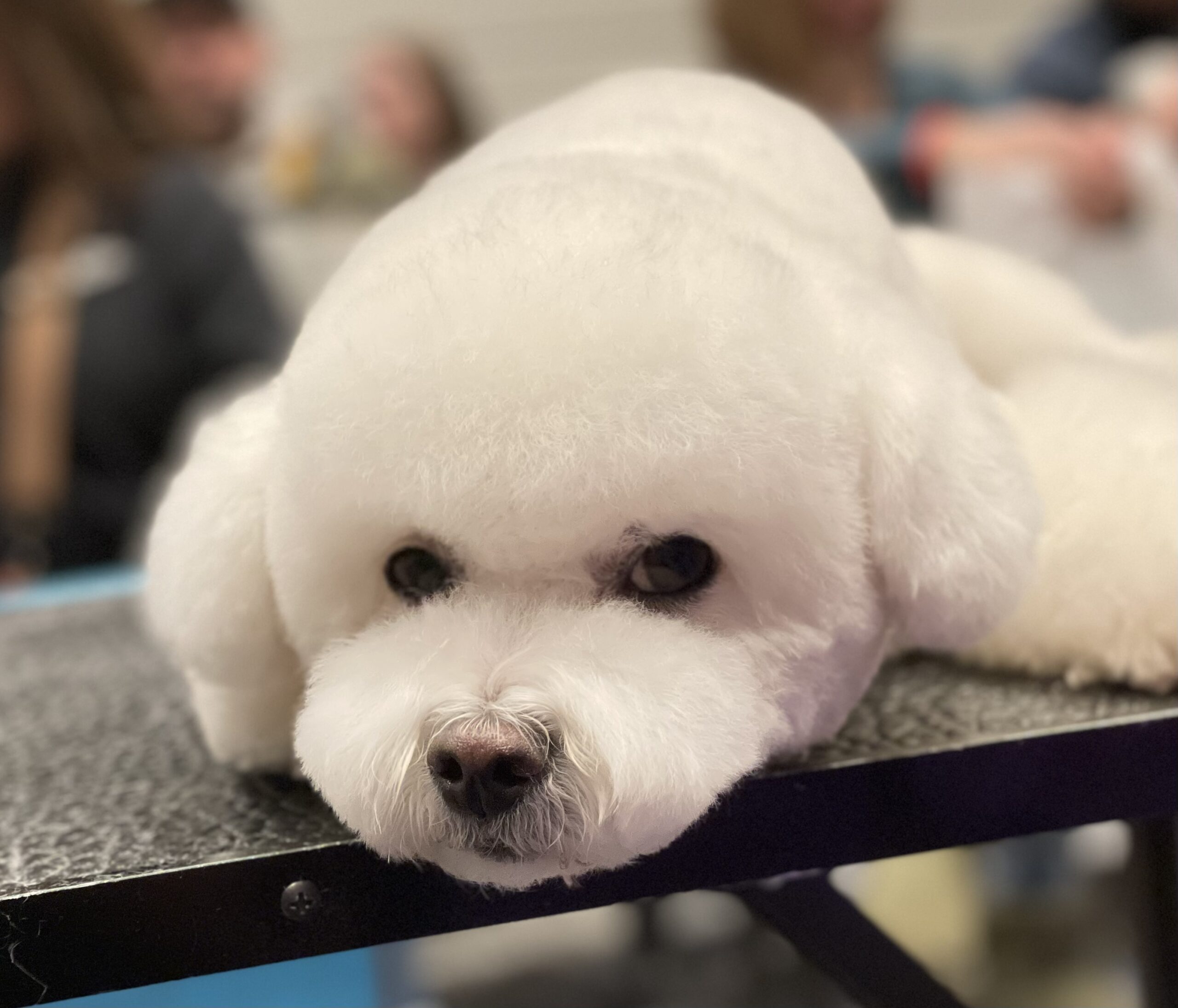 thoe the bichon tired after a grooming contest