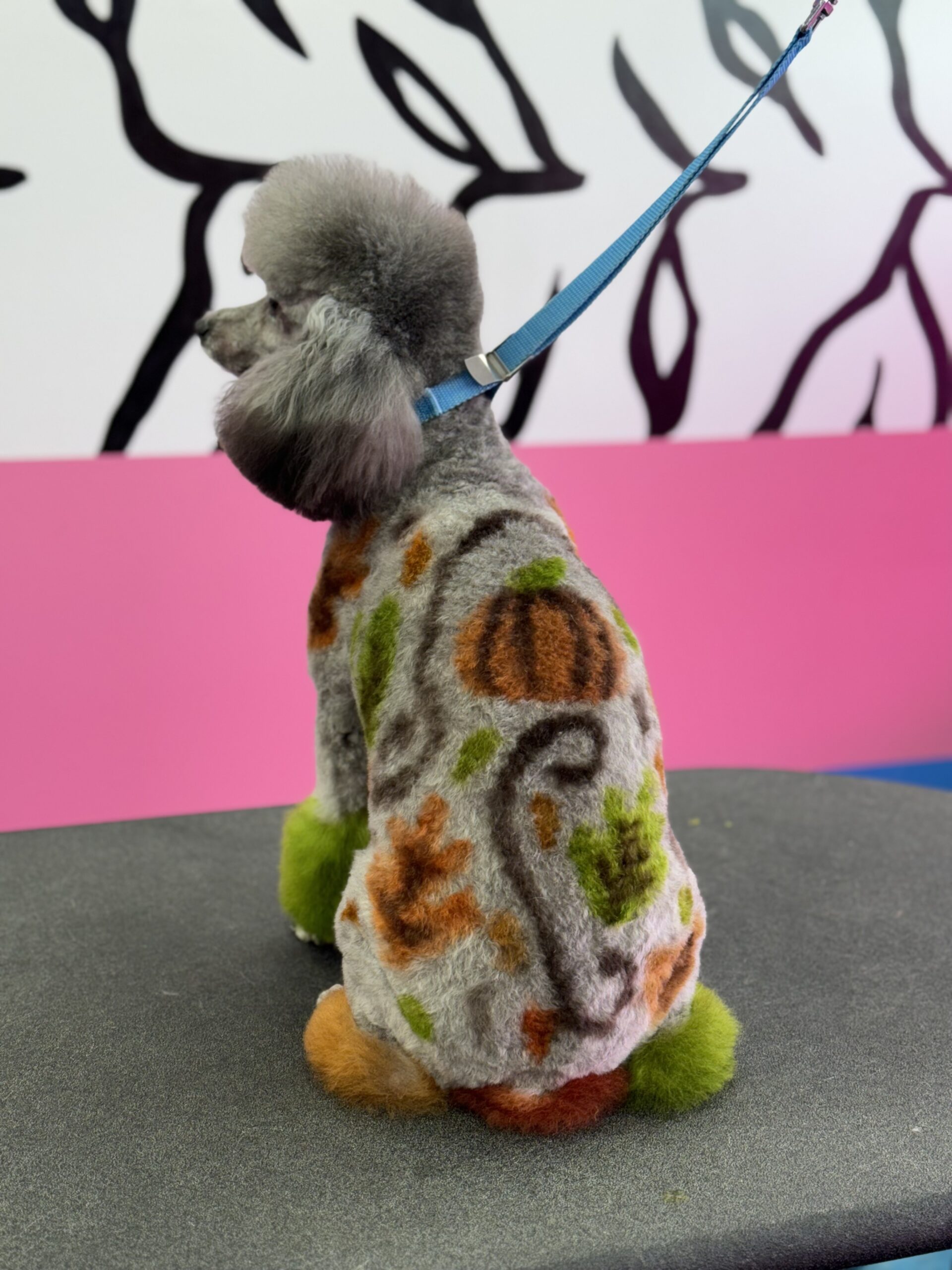 Toy poodle with creative fall design on their back