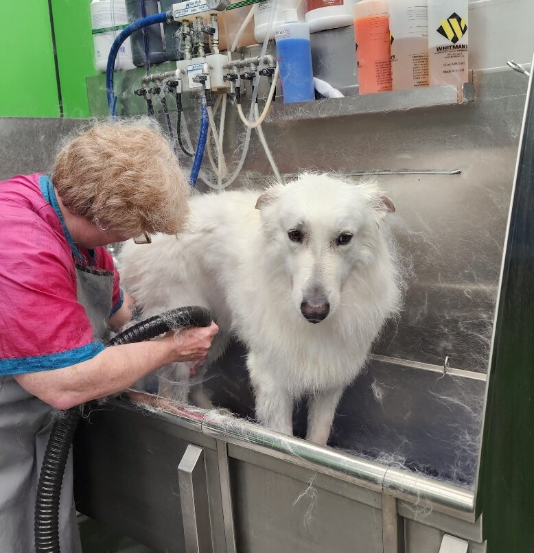 white german Shepard blow out