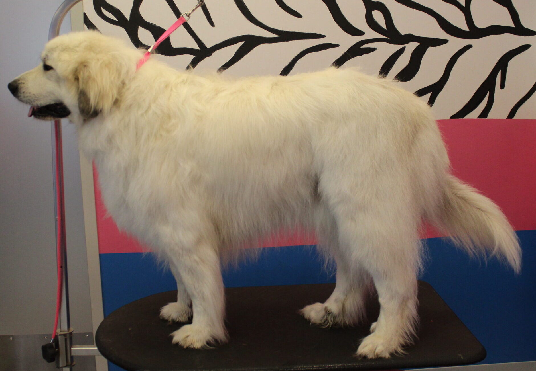 clean great Pyrenees after grooming