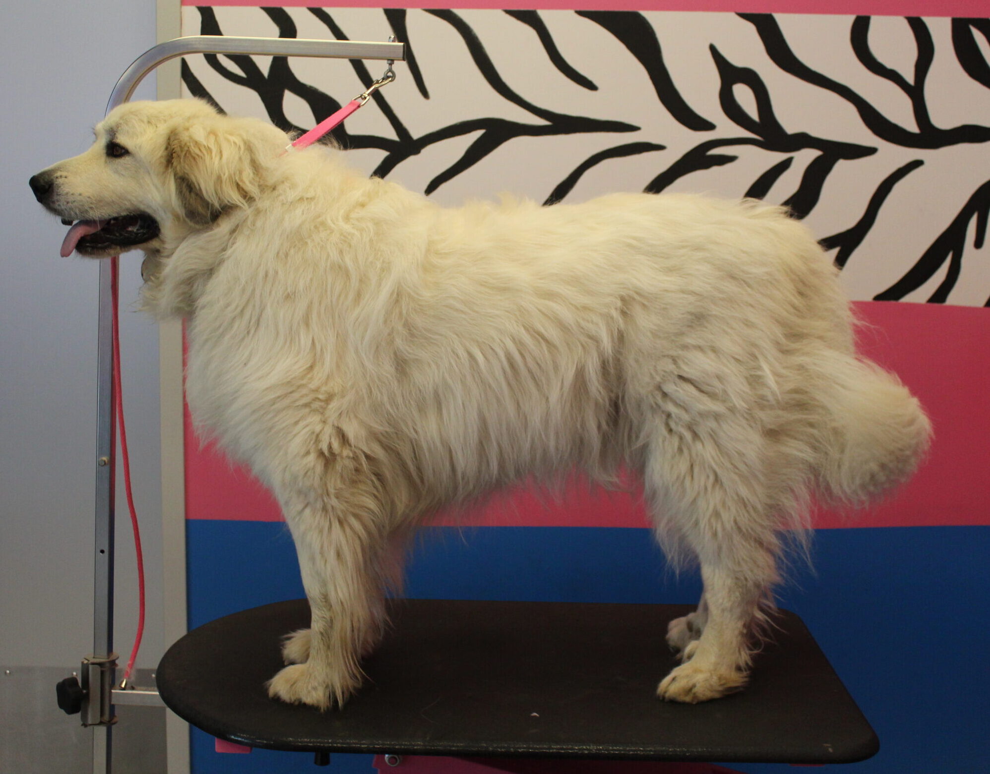 dirty great Pyrenees before grooming