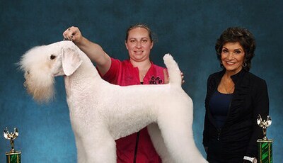 jezebel the standard poodle in a kerry blue trim 1st place and best in show