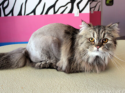 lion trim on cat