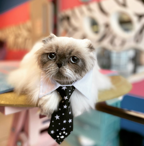 Cute cat with blue collared tie