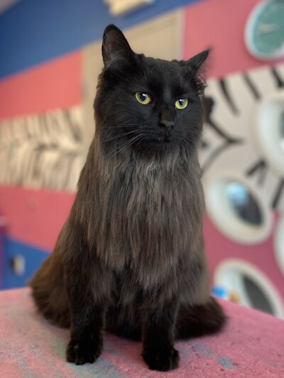Cat longhaired black cat on table all finished with grooming