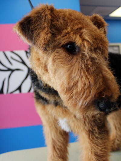 Charlie — dog after grooming at Designer Paws Salon