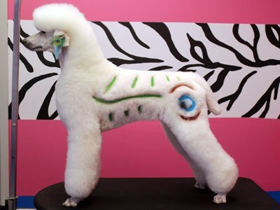 Standard poodle with peacock design carved in