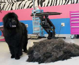 after grooming of newfoundland