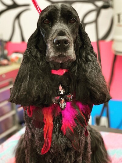 Dog after professional grooming at Designer Paws Salon