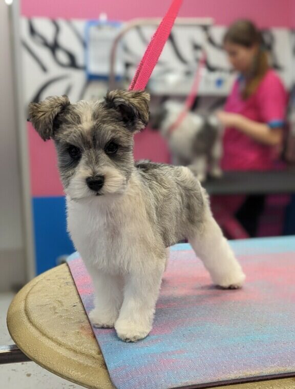 sterling the schnauzer puppy