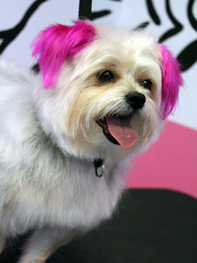 yorkiepoo with hot pink ears