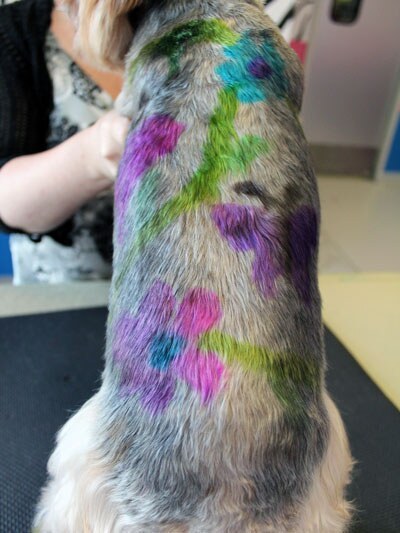 Creative pet styling at Designer Paws Salon Columbus
