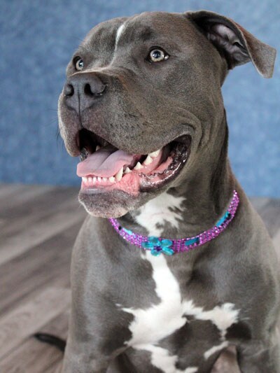 Pit bull groomed at Designer Paws Salon