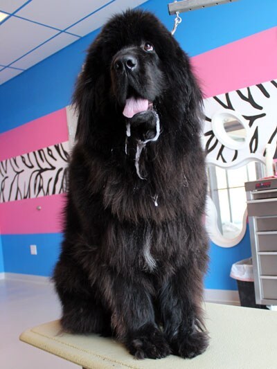 Rosie — dog groomed at Designer Paws Salon