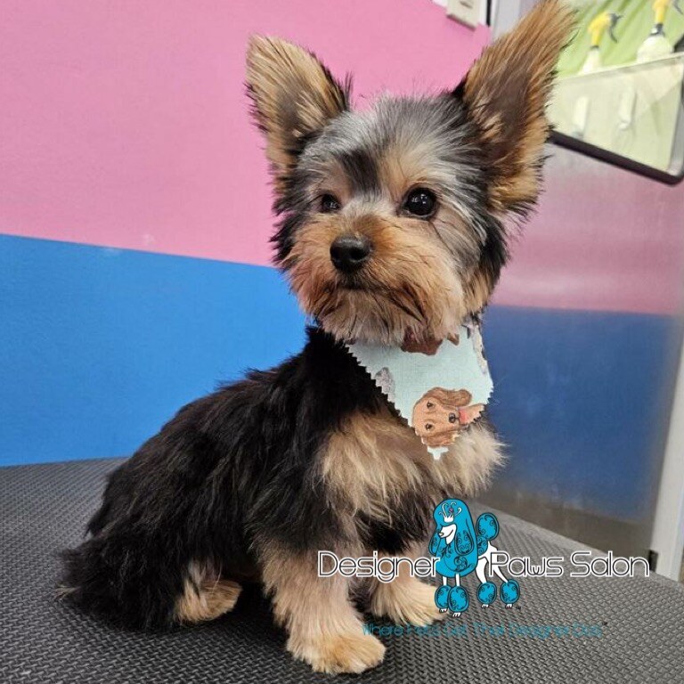 New puppy ready for first groom at Designer Paws Salon
