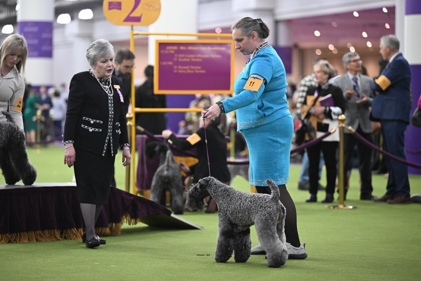 Kerry Blue Terrier show grooming — Designer Paws Salon