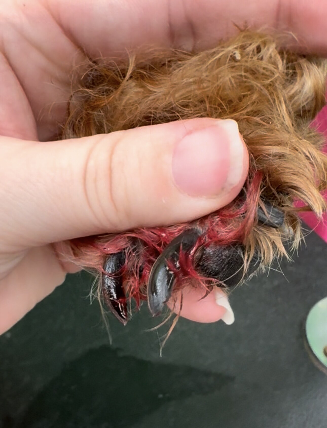 Overgrown dog nails — health risks explained by Designer Paws Salon