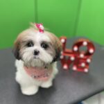 Shih Tzu grooming at Designer Paws Salon