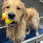 Golden Retriever de-shedding at Designer Paws Salon
