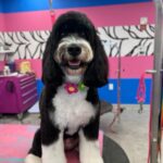 Bernedoodle grooming at Designer Paws Salon