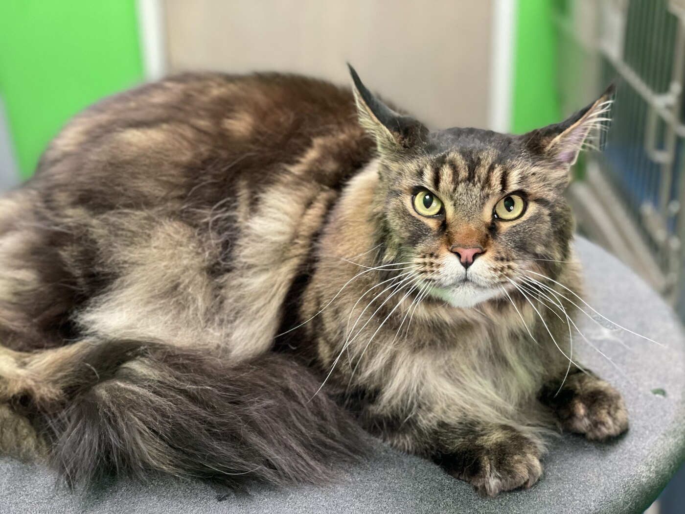 Maine Coon grooming at Designer Paws Salon