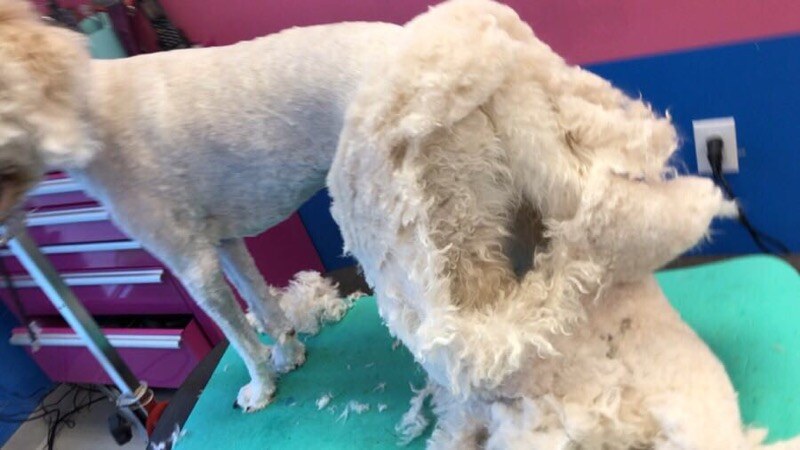 Matted Doodle coat — Designer Paws Salon