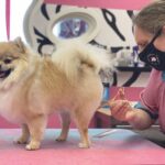 Freshly groomed Pomeranian with a fluffy orange and cream double coat standing on the grooming table at Designer Paws Salon