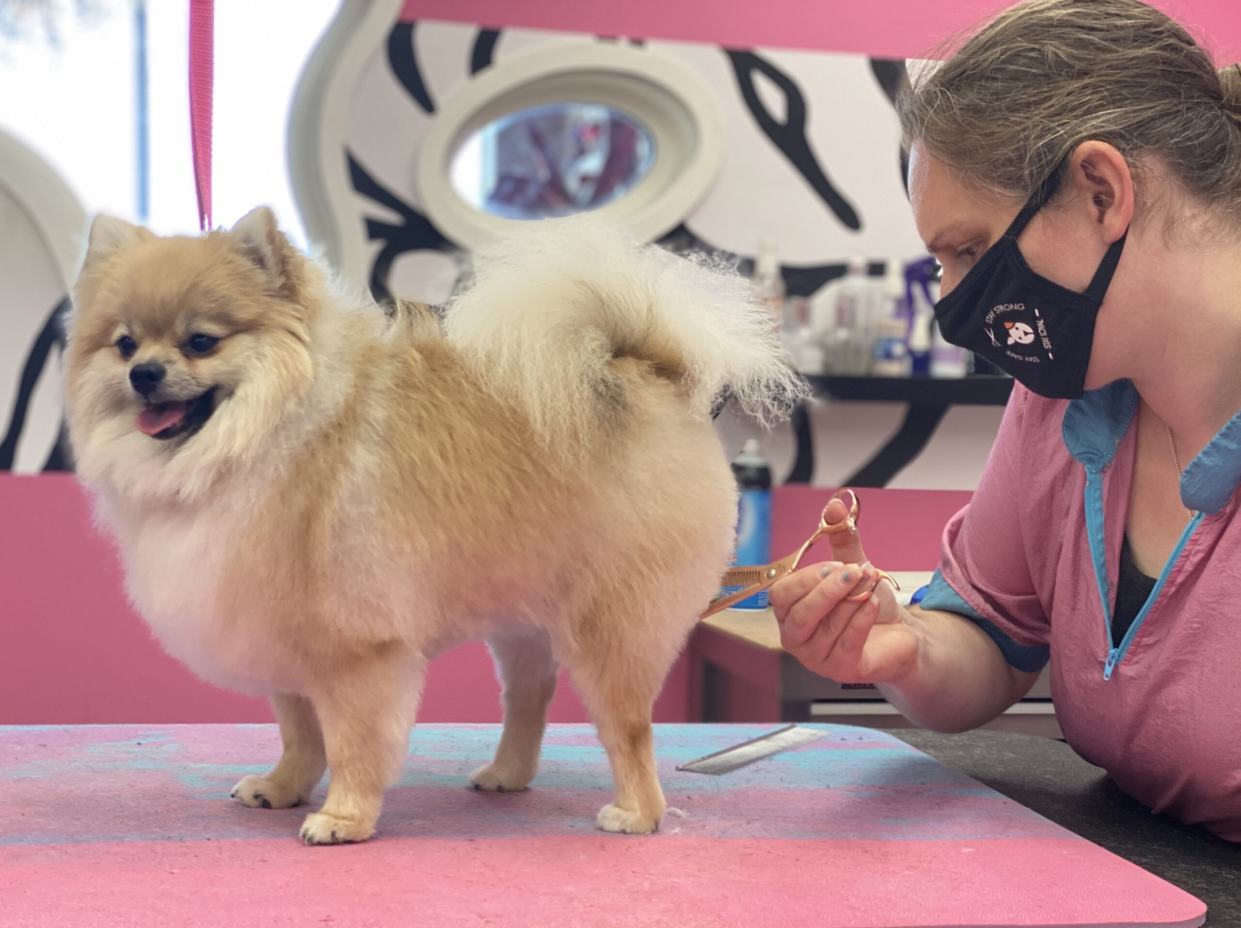Freshly groomed Pomeranian with a fluffy orange and cream double coat standing on the grooming table at Designer Paws Salon