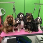 Five freshly groomed Cavalier King Charles Spaniels in ruby, Blenheim, tricolor and black-and-tan coats on the grooming table at Designer Paws Salon