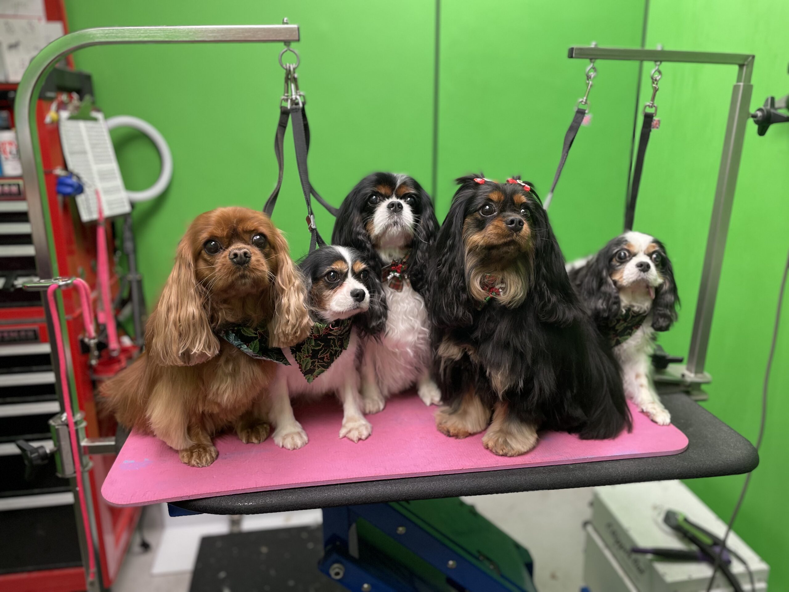 Five freshly groomed Cavalier King Charles Spaniels in ruby, Blenheim, tricolor and black-and-tan coats on the grooming table at Designer Paws Salon